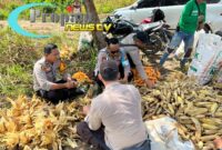 Foto : Kapolsek Tumbang Titi IPTU Made Adyana bersama anggota Polsek melaksanakan kegiatan panen jagung hibrida 