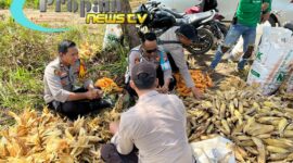 Foto : Kapolsek Tumbang Titi IPTU Made Adyana bersama anggota Polsek melaksanakan kegiatan panen jagung hibrida 