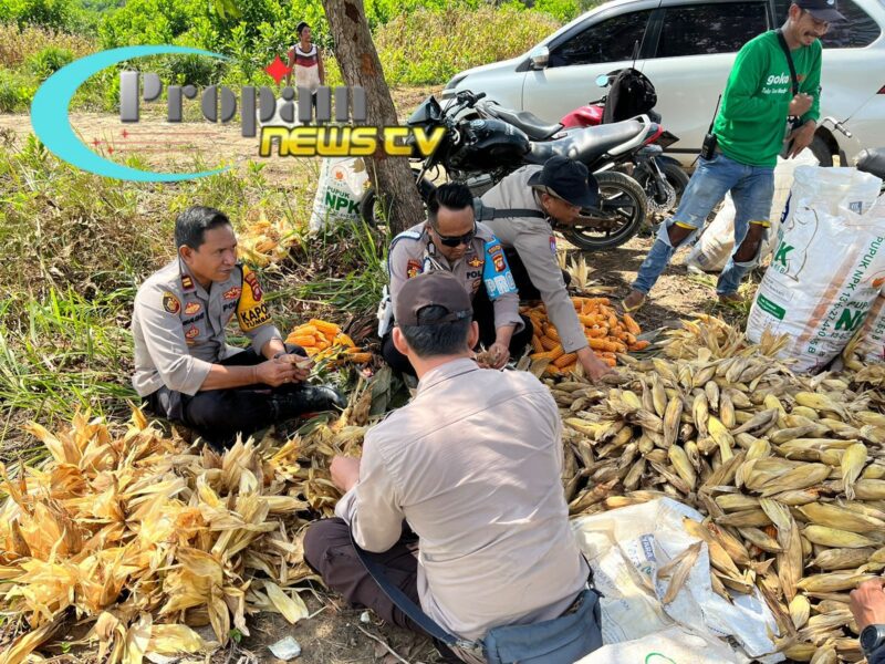Foto : Kapolsek Tumbang Titi IPTU Made Adyana bersama anggota Polsek melaksanakan kegiatan panen jagung hibrida 