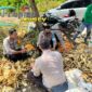 Foto : Kapolsek Tumbang Titi IPTU Made Adyana bersama anggota Polsek melaksanakan kegiatan panen jagung hibrida 