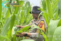 Foto : Polsek Kembayan melaksanakan kegiatan pengecekan lahan Demplot I serta penyemprotan hama di Demplot II