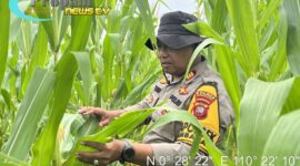 Foto : Polsek Kembayan melaksanakan kegiatan pengecekan lahan Demplot I serta penyemprotan hama di Demplot II