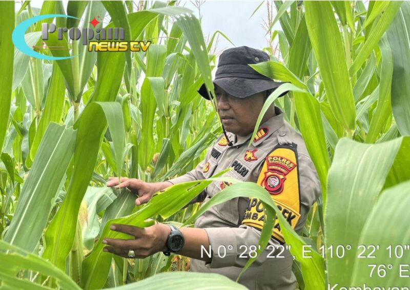 Foto : Polsek Kembayan melaksanakan kegiatan pengecekan lahan Demplot I serta penyemprotan hama di Demplot II