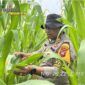 Foto : Polsek Kembayan melaksanakan kegiatan pengecekan lahan Demplot I serta penyemprotan hama di Demplot II