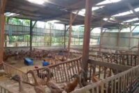 Foto : Budi Daya Bebek Petelur di Desa Mekarwangi, Cikarang Barat, Kabupaten Bekasi