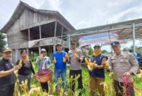 Foto : Panen Raya Jagung yang berlangsung di Desa Baning Panjang Kecamatan Kelam Permai Kabupaten Sintang