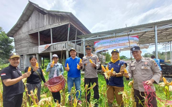Foto : Panen Raya Jagung yang berlangsung di Desa Baning Panjang Kecamatan Kelam Permai Kabupaten Sintang