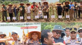 Foto : Polres Melawi gelar Panen Raya Jagung Serentak Kuartal III Tahun 2025 di lahan jagung kelompok tani 