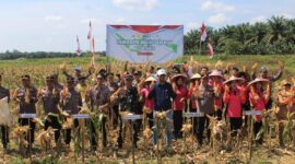 Foto : Gerakan Panen Raya Jagung Serentak Polri Tahun 2025
