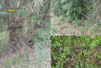 Foto : Kabel listrik PLN yang dibiarkan terjuntai di tanah yang posisinya berada di pinggir jalan yang setiap hari dilalui kendaraan maupun pejalan kaki