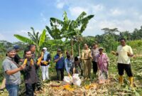 Foto : Kegiatan Panen Raya Jagung di areal persawahan Desa Padahayu, Kecamatan Cikedal, Kabupaten Pandeglang