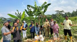 Foto : Kegiatan Panen Raya Jagung di areal persawahan Desa Padahayu, Kecamatan Cikedal, Kabupaten Pandeglang