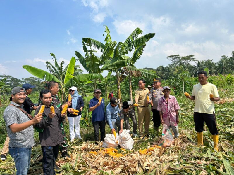 Foto : Kegiatan Panen Raya Jagung di areal persawahan Desa Padahayu, Kecamatan Cikedal, Kabupaten Pandeglang