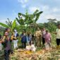 Foto : Kegiatan Panen Raya Jagung di areal persawahan Desa Padahayu, Kecamatan Cikedal, Kabupaten Pandeglang