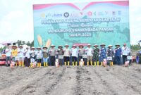 Foto : Program ketahanan pangan dengan menanam jagung di lahan rawa seluas 16 hektar