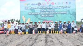 Foto : Program ketahanan pangan dengan menanam jagung di lahan rawa seluas 16 hektar