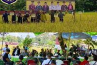 Foto : Kegiatan Panen Raya IP 300 di lahan pertanian milik Kelompok Tani muntai jaya di Desa Lubuk Antuk