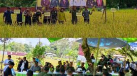 Foto : Kegiatan Panen Raya IP 300 di lahan pertanian milik Kelompok Tani muntai jaya di Desa Lubuk Antuk