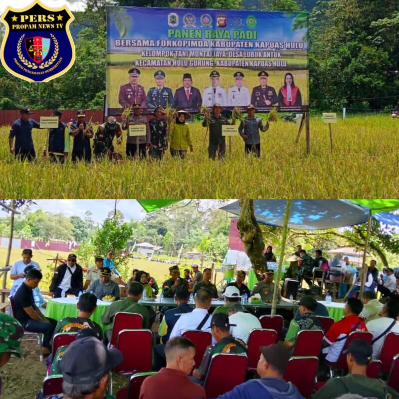 Foto : Kegiatan Panen Raya IP 300 di lahan pertanian milik Kelompok Tani muntai jaya di Desa Lubuk Antuk