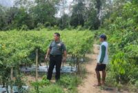 Foto : Babinsa Koramil 1002-02/Batang Alai Utara Kodim 1002/HST Kopda Zainal melaksanakan komunikasi sosial (Komsos) dengan petani cabe keriting, Fahrudin di Desa Karatungan RT. 06/03, Kecamatan Limpasu, Kabupaten Hulu Sungai Tengah