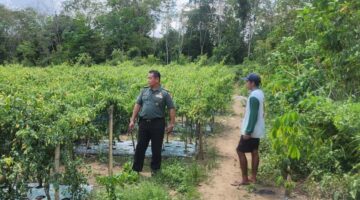 Foto : Babinsa Koramil 1002-02/Batang Alai Utara Kodim 1002/HST Kopda Zainal melaksanakan komunikasi sosial (Komsos) dengan petani cabe keriting, Fahrudin di Desa Karatungan RT. 06/03, Kecamatan Limpasu, Kabupaten Hulu Sungai Tengah